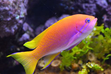 Color Fish Images .
